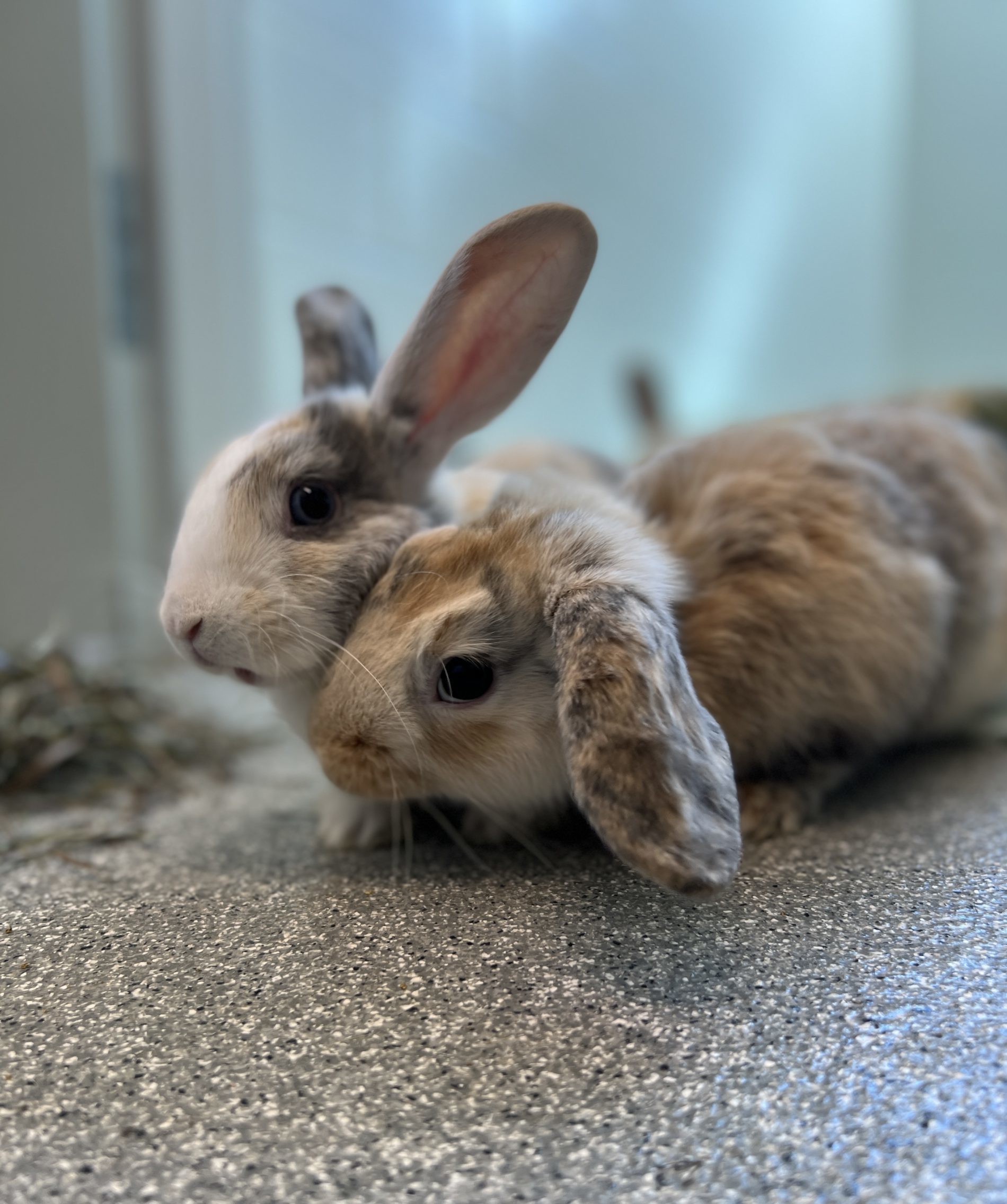 An adorable adoptable puppy or dog