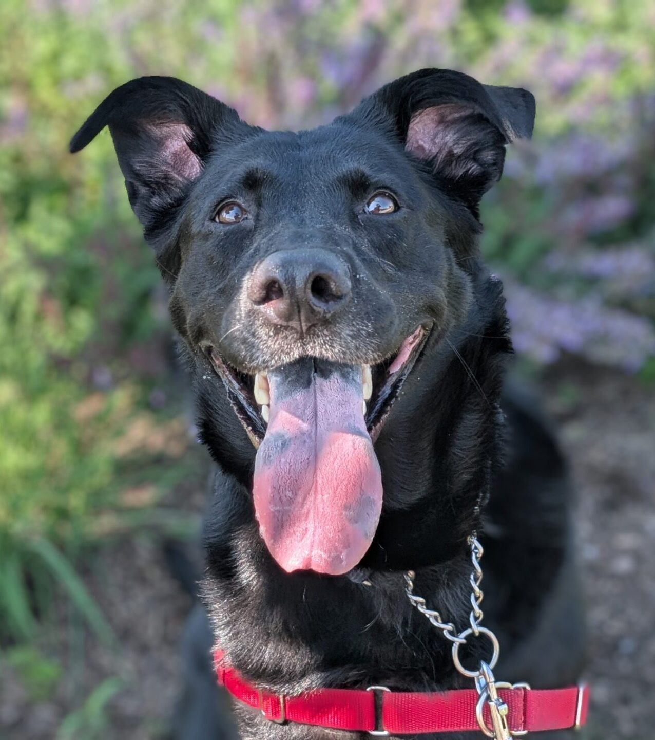 A handsome dog ready for adoption