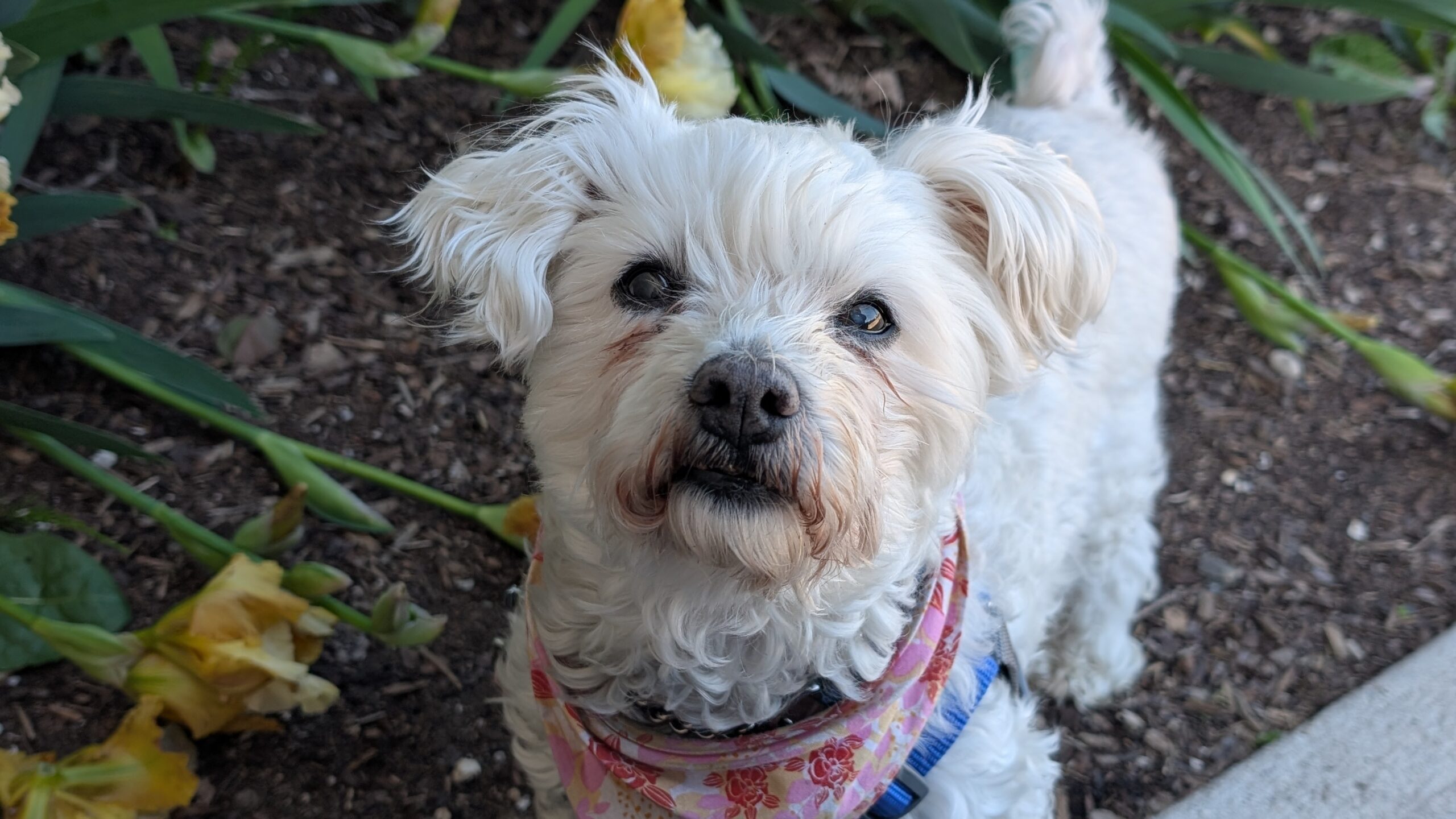 A volunteer lovingly holding a dog at the Guelph Humane Society