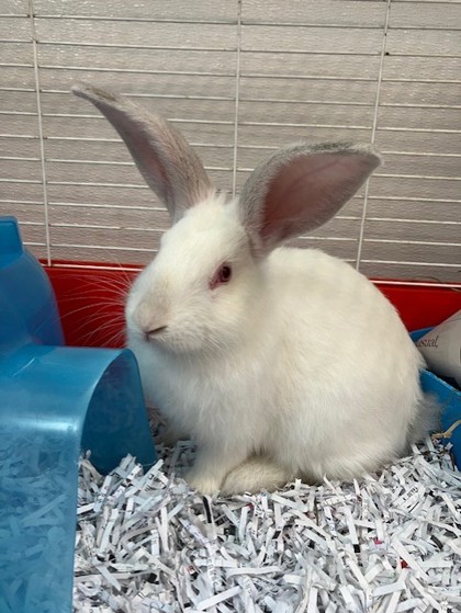 A fluffy rabbit named Tumbleweed